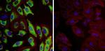 HSP27 Antibody in Immunocytochemistry (ICC/IF)