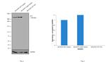 Huntingtin Antibody