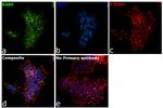 RAB9 Antibody in Immunocytochemistry (ICC/IF)