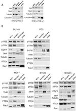 Caveolin 1 Antibody in Western Blot (WB)