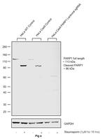 PARP1 Antibody in Western Blot (WB)