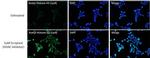 H3K9ac Antibody