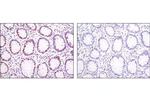 H3K4me3 Antibody in Immunohistochemistry (Paraffin) (IHC (P))