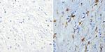 GFAP Antibody in Immunohistochemistry (Paraffin) (IHC (P))