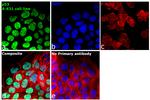 p53 Antibody in Immunocytochemistry (ICC/IF)