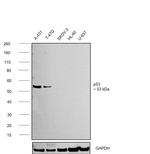 p53 Antibody