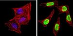 Ku80 Antibody in Immunocytochemistry (ICC/IF)