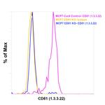 CD81 Antibody