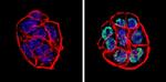 p53 Antibody in Immunocytochemistry (ICC/IF)