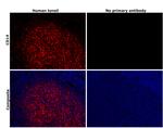 CD14 Antibody in Immunohistochemistry (Paraffin) (IHC (P))