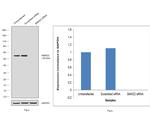 SMAD2 Antibody in Western Blot (WB)