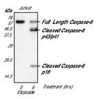 Caspase 8 Antibody in Western Blot (WB)