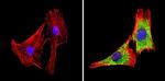 GAPDH Loading Control Antibody in Immunocytochemistry (ICC/IF)