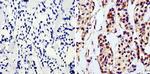 GAPDH Loading Control Antibody in Immunohistochemistry (Paraffin) (IHC (P))