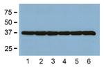 GAPDH Loading Control Antibody in Western Blot (WB)