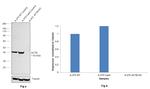 beta Actin Loading Control Antibody in Western Blot (WB)