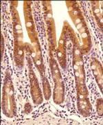 Caspase 1 Antibody in Immunohistochemistry (Paraffin) (IHC (P))