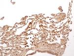 Caspase 1 Antibody in Immunohistochemistry (Paraffin) (IHC (P))