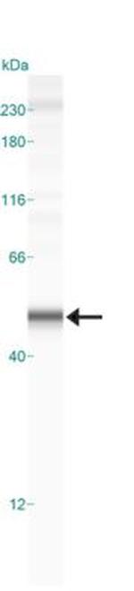 Caspase 1 Antibody in Western Blot (WB)