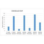 H3K36me3 Antibody in ChIP Assay (ChIP)