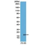 H3K36me3 Antibody in Western Blot (WB)