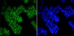 ASH2L Antibody in Immunocytochemistry (ICC/IF)