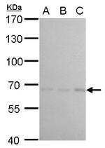 cIAP1 Antibody in Western Blot (WB)