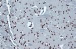 H4K16ac Antibody in Immunohistochemistry (Paraffin) (IHC (P))