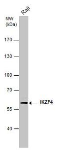 IKZF4 Antibody in Western Blot (WB)