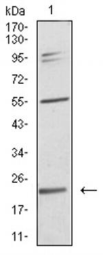 IL-28A Antibody in Western Blot (WB)