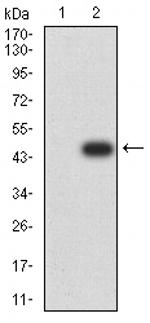 JNK3 Antibody in Western Blot (WB)