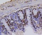 H4K5ac Antibody in Immunohistochemistry (Paraffin) (IHC (P))