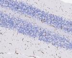 CD34 Antibody in Flow Cytometry (Flow)