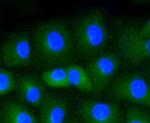 CD34 Antibody in Immunocytochemistry (ICC/IF)