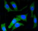 CD34 Antibody in Immunocytochemistry (ICC/IF)