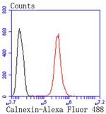 Calnexin Antibody in Flow Cytometry (Flow)