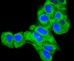 Calnexin Antibody in Immunocytochemistry (ICC/IF)