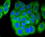 Calnexin Antibody in Immunocytochemistry (ICC/IF)