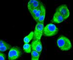 Calnexin Antibody in Immunocytochemistry (ICC/IF)