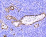 Claudin 5 Antibody in Immunohistochemistry (Paraffin) (IHC (P))