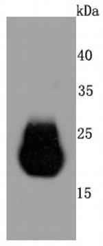 Claudin 5 Antibody in Western Blot (WB)