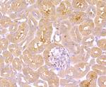 TNFR2 Antibody in Immunohistochemistry (Paraffin) (IHC (P))