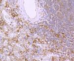 BID Antibody in Immunohistochemistry (Paraffin) (IHC (P))