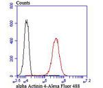 alpha Actinin 4 Antibody in Flow Cytometry (Flow)