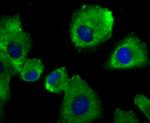 alpha Actinin 4 Antibody in Immunocytochemistry (ICC/IF)