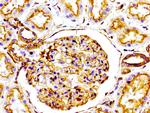 Actin Antibody in Immunohistochemistry (Paraffin) (IHC (P))