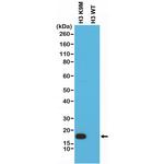 H3 K9M oncohistone mutant Antibody in Western Blot (WB)