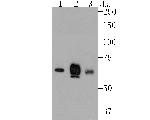 Nectin 2 Antibody in Western Blot (WB)