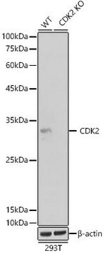 CDK2 Antibody