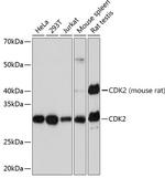 CDK2 Antibody in Western Blot (WB)